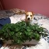 myriccodog